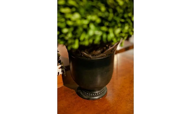 Цветы Uttermost Preserved Boxwood 60092