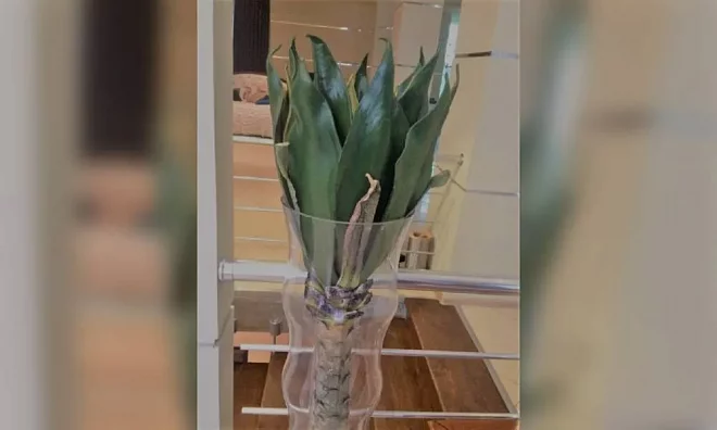 Ветка OAKOM TF 02